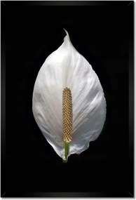 Poszterek keretben 40x60 Virágok