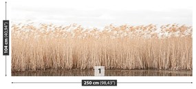 Fotótapéta nád tó 104x70 cm