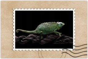 Poszter 60x40 Hosszú zöld kaméleon