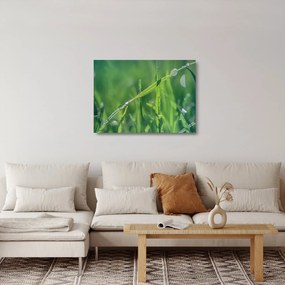 Harmat cseppek képe (üvegen) (70x50 cm)