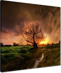 Vászonkép 50x50 Tölgy a croissant-ban Nyugat