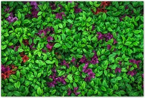 Poszterek 120x80 Kerti azálea