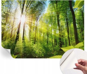 Öntapadós fali fotótapéta Hálószobába Erdei fény 312x219 cm
