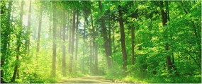 Fotótapéta Flizelin Dekoratív az irodába Erdei ösvény 250x104 Ragasztó