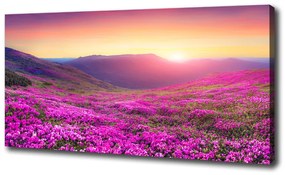 Vászon nyomtatás Rózsaszín domb oc-72586785