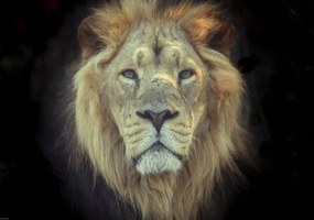 Poszter 66,5x46,5cm OroszlĂĄnfej, Assaf Frank