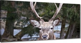 Vászonkép 120x60 Szarvas agancs