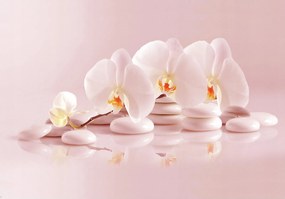 Fotótapéta flizelina Fehér orchideák a köveken finomság 400x280 +ragasztó