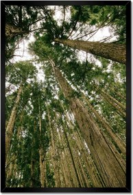 Poszterek keretben 40x60 Fák