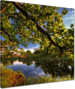 Vászonkép 60x60 Tölgy a croissant-ban