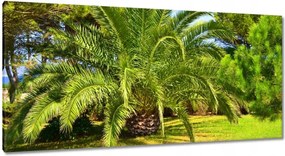 Vászonkép 115x55 Trópusok Tájkép Pálmafák
