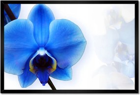 Poszter keretben 60x40 Kék orchidea