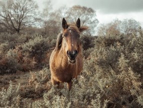 Poszter 40x30cm Ló a vadonban, Assaf Frank