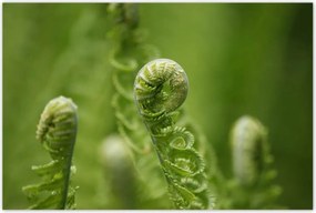 Poszterek 120x80 Páfrányok Erdő Zöld levél