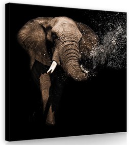 Elefánt, vászonkép 80x80 cm méretben