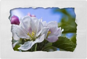 Poszter 60x40 Almafa virĂĄg