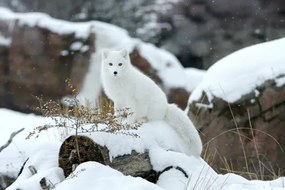 Művészeti fotózás Arctic fox in snow, Jason Paige, (40 x 26.7 cm)