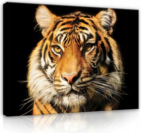 Vászonkép Tigris Fekete Háttér Modern Vászon Fal Hálószoba Nappali 100x70