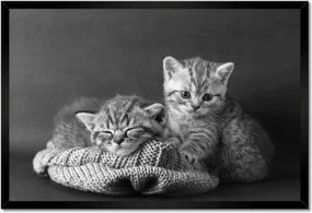 Poszterek keretben 60x40 Cicák Bw