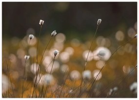 Kép - Gyapotfűvel borított rét N⁰2 (70x50 cm)