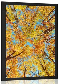 Poszter őszi fa koronák