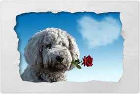 Poszterek 90x60 Szerelmes korcs szerelem