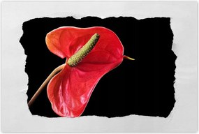 Poszterek 120x80 Piros virág Anturium