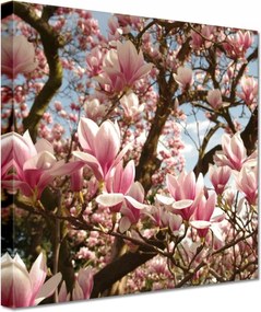 Vászonkép 20x20 Magnólia Virágok Kék