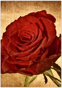 Poszterek 70x100 Rózsa szépia háttérrel