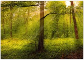 Poszterek 100x70 Varázslatos erdő Tájkép