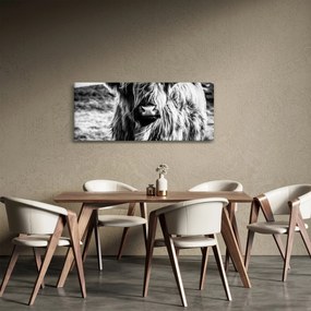 Kép - Highland - skót tehén (120x50 cm)