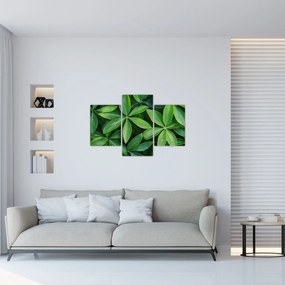 Kép - Levelek harmatcseppekkel (90x60 cm)
