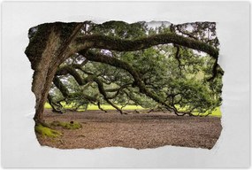 Poszterek 60x40 Szétnyitható tölgy
