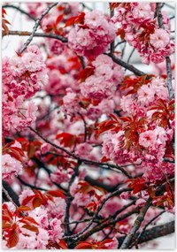 Poszterek 70x100 Finom virágok Virágok