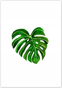 Poszterek 70x100 Monsera levél lyukas