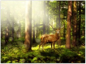 Plakátok 135x100 Szarvas a varázslatos erdőben