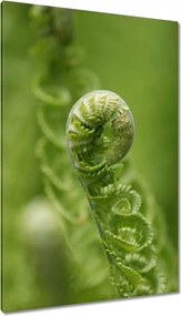 Vászonkép 80x120 Páfrányok Erdő Zöld levél