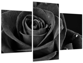 Kép - Bíborvörös rózsa (90x60 cm)