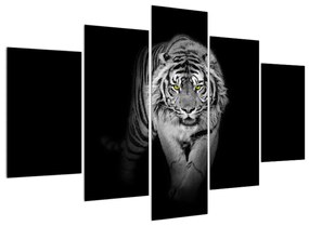 Tigris fekete-fehér kép (150x105 cm)