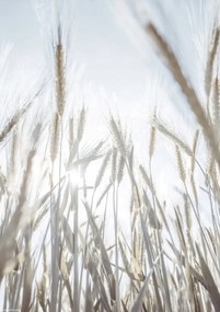 Poszter 21x29,7cm Napsugarak az árpán keresztül, Assaf Frank