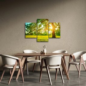 Kép - Sunny Forest (90x60 cm)