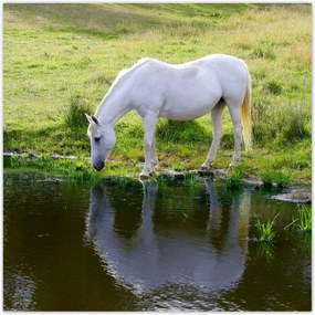Poszterek 140x140 Fehér ló