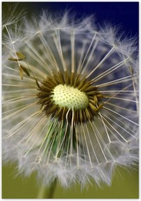 Poszterek 70x100 Pitypang Virág Virágok