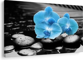 Kép - Kék orchidea (90x60 cm)