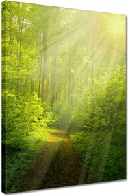 Vászonkép 30x40 Varázslatos erdő Sugárzás