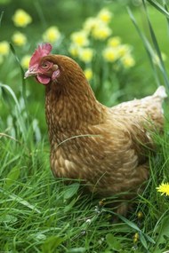 Poszter 30x45cm Csirke az udvaron, Assaf Frank