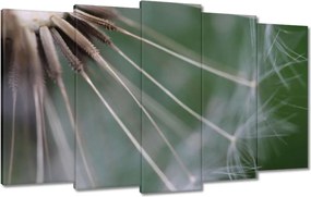 Vászonkép 100x60 Pitypang Virág Virágok