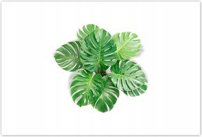 Poszterek 155x105 Lyukas szörny levelek