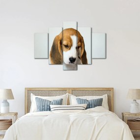 Beagle képe (150x105 cm)