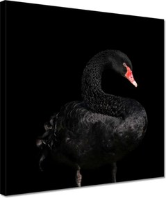 Vászonkép 30x30 Fekete hattyú Ausztrália